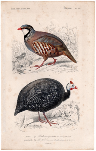 Red-legged Partridge, Helmeted Guineafowl